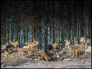 Las, Stado, Wilków