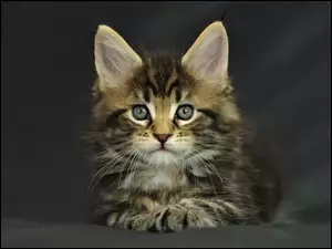 Kotek, Maine Coon