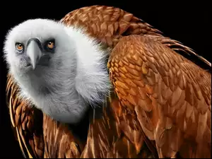 Płowy, Ptak, Sęp