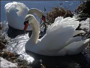 Śnieg, Łabędzie, Woda
