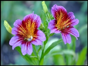 Petunia, Listki