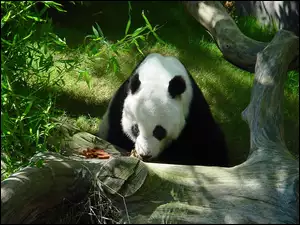 Zieleń, Panda, Kłoda