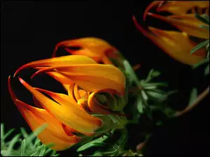 Makro, Kwiat, Gazania