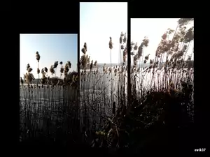 Grafika, Jezioro, Trawy