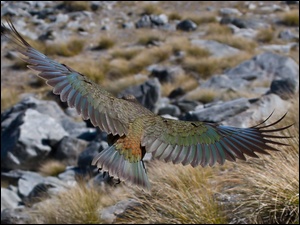 Lot, Papuga, Kea
