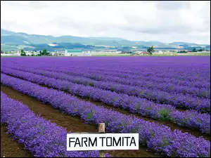 Wyspa, Tomita, Lawendy, Pole, Hokkaido, Farma, W Nakafurano