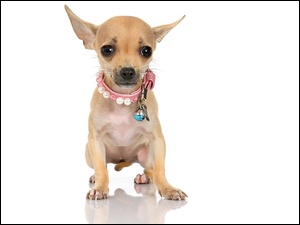 Chihuahua, Pies, Szczeniak