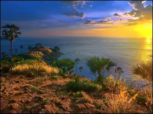 Phuket, Palmy, Tajlandia, Rośliny, Wyspa, Zachód Słońca