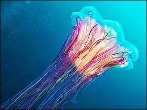 Meduza