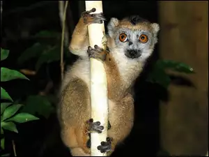 Lemur