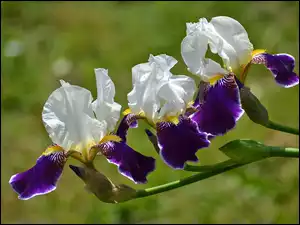 Kwiaty, Irysy