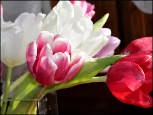 Tulipany, Białe, Czerwone