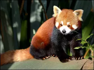 Drzewo, Czerwona, Panda