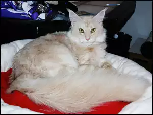 Maine Coon, Kotek, Legowisko