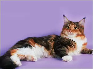 Kot Maine coon