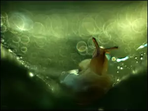 Ślimak, Bokeh