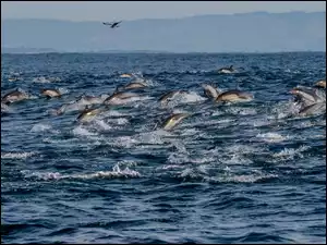 Mewa, Morze, Delfiny