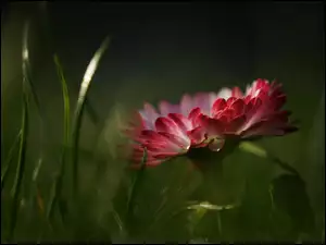 Makro, Stokrotka
