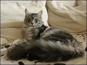 Poduszki, Kotek, Maine Coon
