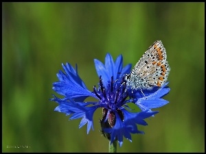 Chaber, Motyl, Modraszek