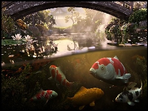 Karp Koi, Park, Staw, Most