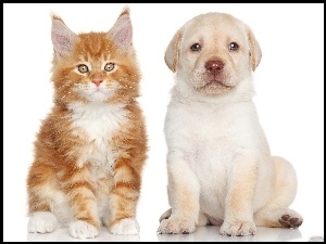 Kot, Labrador Retriever, Maine Coon, Pies