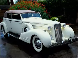 Krzewy, Zabytkowy, Cadillac