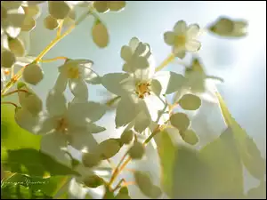 Kwiaty, Krzew, Białe