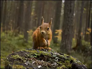 Las, Rozmycie, Pniak, Wiewiórka