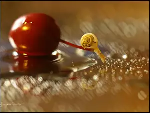 Bokeh, Ślimak, Śliwka