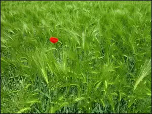 Mak, Zboże