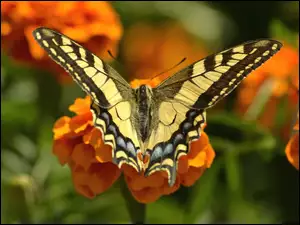 Kwiaty, Paź, owad, Królowej, Motyl