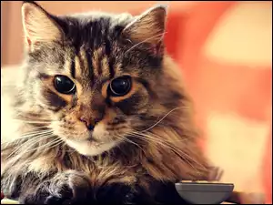 Miseczka, Kotek, Maine Coon