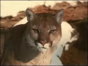 Puma