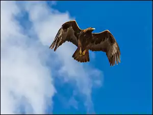 Orzeł przedni