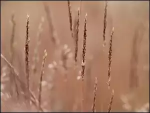 Trawa, Źdźbła