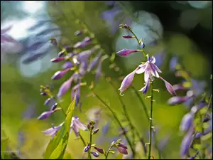 Kwiaty, Fioletowe, Dzwonki