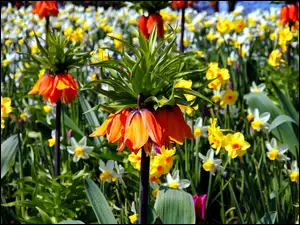 Ogród, Fritillaria, Kwiaty, Szachownica, Lato