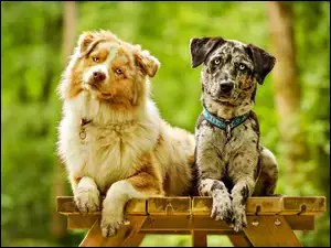 Owczarki australijskie-australian shepherd, Ławka