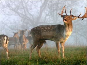 Mgła, Jelenie, Łąka