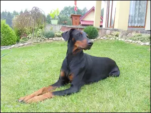 Doberman