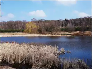 Łabędź, Jezioro, Trzcina