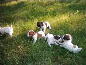 trawa, Jack Russell Terrier, zielona