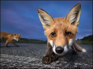 Lisy, Uszy, Pyszczek, Oczy
