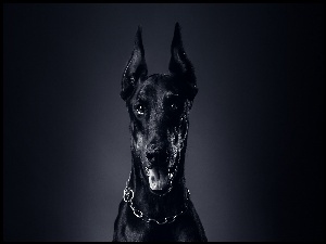 Pies, Doberman
