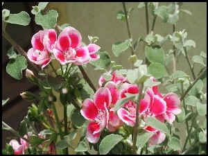 Kwiaty, Pelargonia