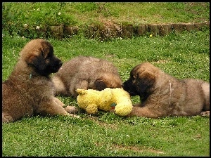 maskotka, Trzy, Leonbergery