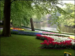 Lisse, Kwitnące, Park, Kwiaty, Kaukenhof, Wiosna