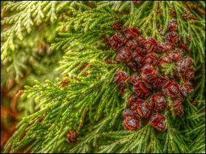 HDR, Iglak, Małe, Tuja, Szyszki