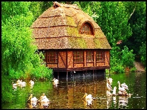 Dom, Pelikany, Jezioro, Las